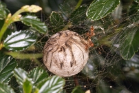 L'Argiope frelon ou Argiope fascie. Le cocon a t parasit (Araneae - Araneidae - Argiope bruennichi)